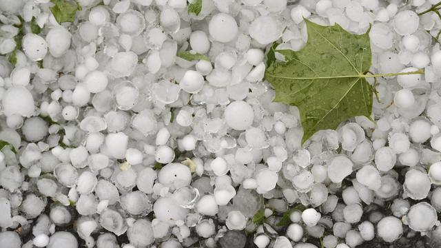 Neuchâtel vient en tête en termes de dommages dus à la grêle devant le Tessin et le Jura. [Keystone - Martial Trezzini]