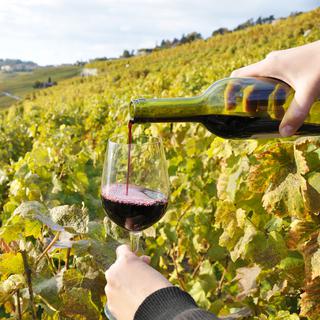 Gros plan sur une main qui sert du vin rouge avec les vignes en arrière-plan. [Depositphotos - happyalex]