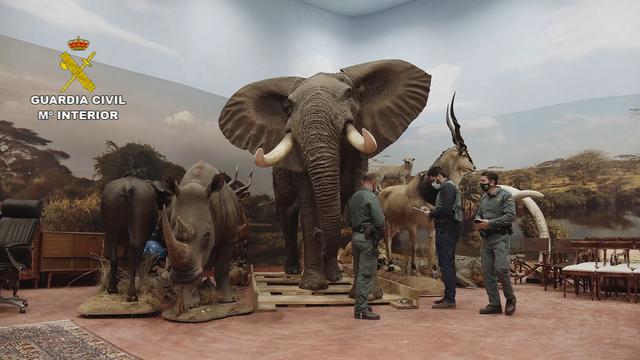 Des gardes civils espagnols inspectent des animaux empaillés saisis à Bétera, dans la région de Valence. [AFP - Handout / Spanish Guardia Civil]