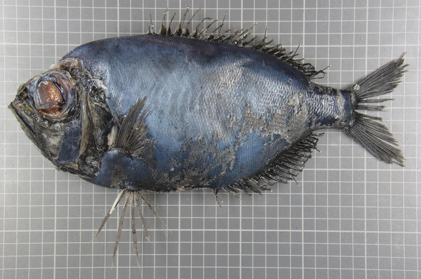 Un spécimen de dirette de Parin (Diretmichthys parini), âgé de 33 ans, un poisson tropical pêché en mer du Nord. [IFREMER - Pierre Cresson]
