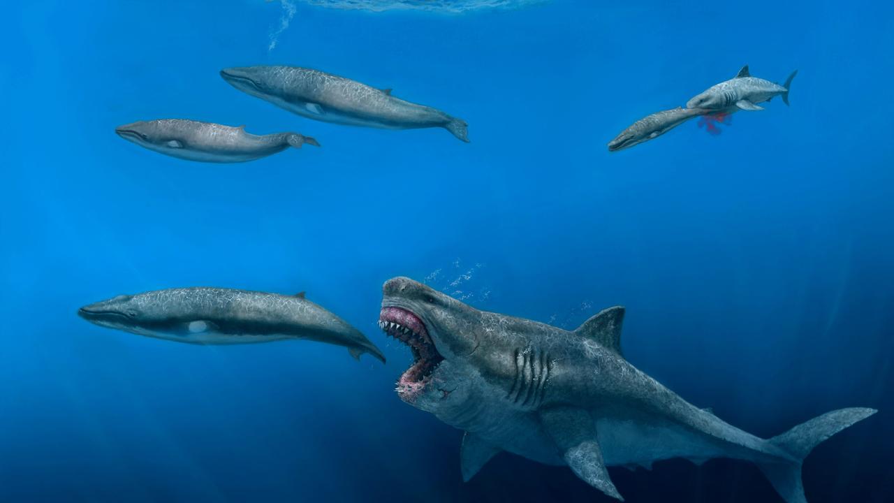 Un requin géant "mégalodon" reconstitué en 3D par des chercheurs. [Université de Zurich - J.J.Giraldo]