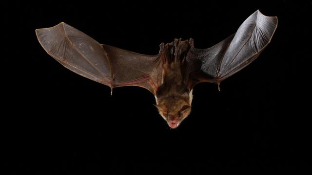 Un Grand Murin (Myotis myotis), une des espèces de chauves-souris qui possède plusieurs copies du gène PKR. [LabEx Ecofect/Assoc. "Chiroptères Cavernicoles Prioritaires en Nouvelle-Aquitaine" - Maxime Leuchtmann/Nature-Environnement 17]