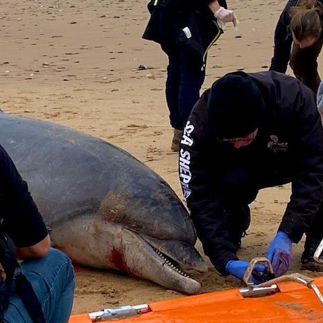 Chaque année, des centaines de carcasses de dauphins échouent sur les plages du Golfe de Gascogne. Ici une équipe de militants de Sea Shepherd en patrouille sur une plage vendéenne. [RTS - Lucile Solari]