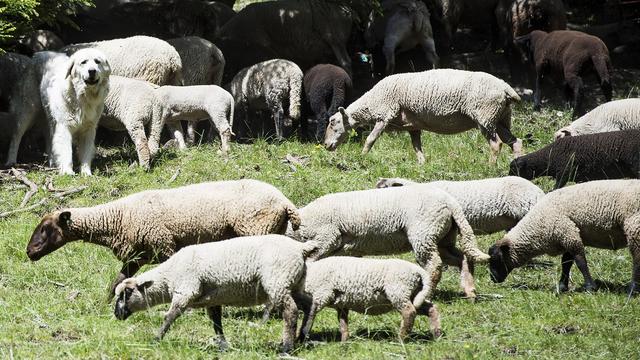 Un troupeau de moutons dans un alpage valaisan. [Keystone - Jean-Christophe Bott]