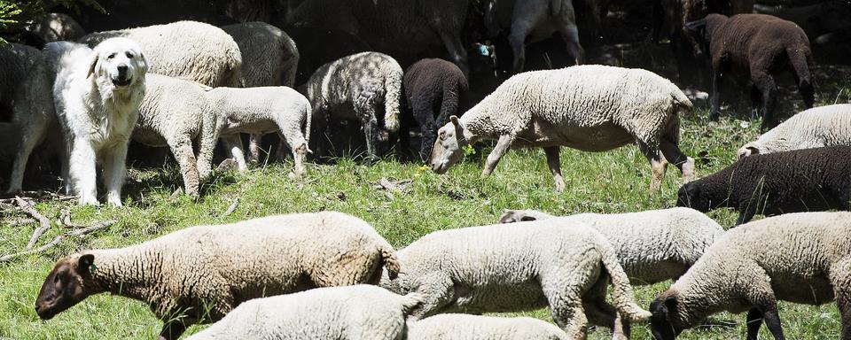 Un troupeau de moutons dans un alpage valaisan. [Keystone - Jean-Christophe Bott]