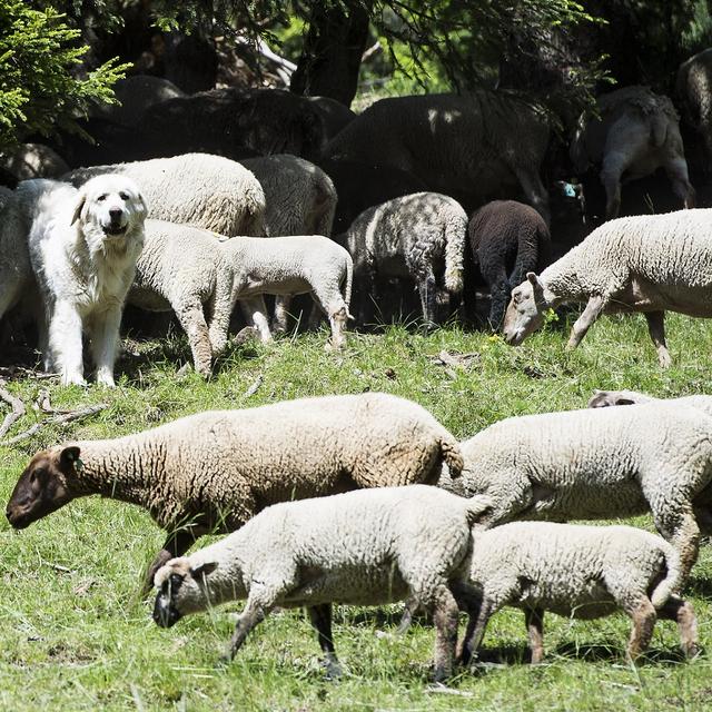 Un troupeau de moutons dans un alpage valaisan. [Keystone - Jean-Christophe Bott]