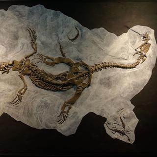 Fossile d'un ichtyosaure, Monte San Giorgio. [geol.ch]