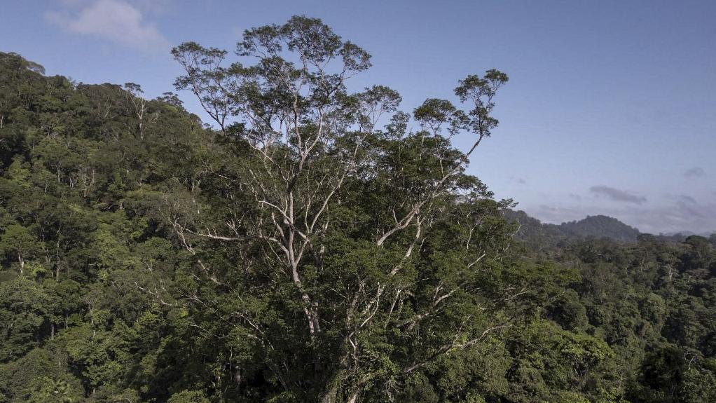 Le dinizia excelsa mesure presque 90 mètres de haut. C'est à ce jour le plus grand arbre de la forêt amazonienne. [AFP PHOTO/HAVITA RIGAMONTI/IMAZON/IDEFLOR]