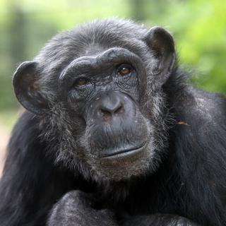 La température nasale des chimpanzés révèle leur humeur.
EBFoto
Depositphotos [EBFoto]