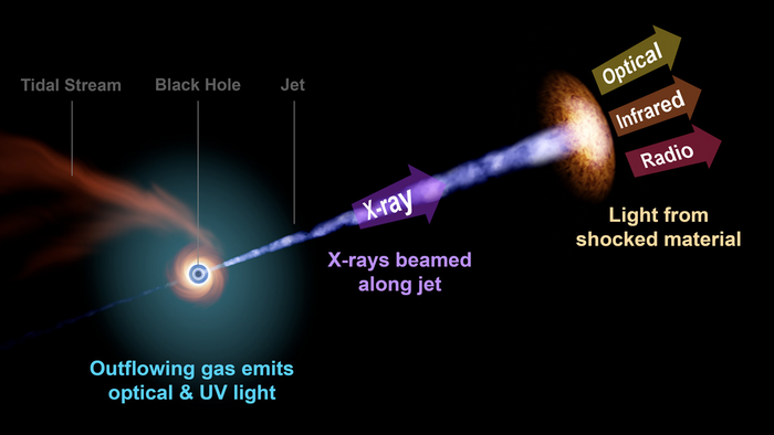 Un événement de rupture par effet de marée (TDE, Tidal Disruption Event) émet un jet très puissant de rayons X (en violet). La lumière des particules éjectées a été observée avec des télescopes optique, infrarouge et radio. En bleu clair: le gaz qui s'échappe du trou noir émet de la lumière optique et UV. [EurekAlert!/Uni of Maryland - Zwicky Transient Facility/R.Hurt (Caltech/IPAC)]