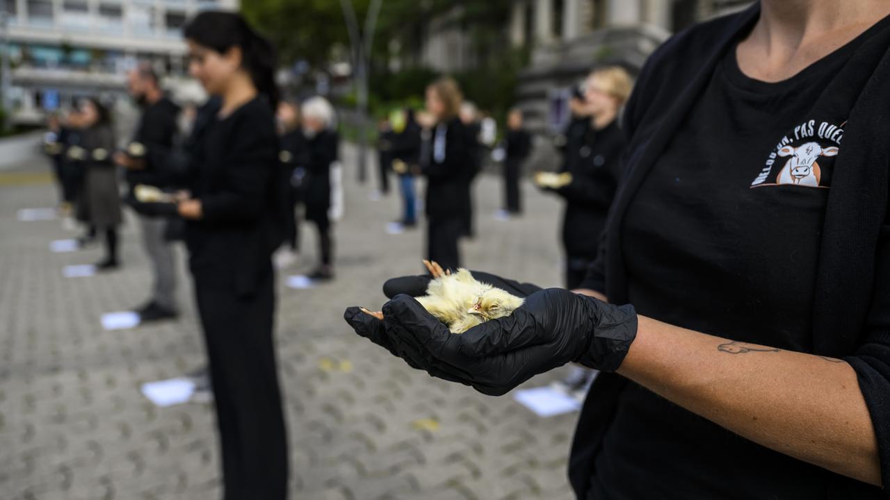 Des militantes et militants de l'association PEA (Pour l'égalite animale) manifestent contre l'élevage intensif avec des poulets morts le samedi 17 septembre 2022 sur la place de la Riponne à Lausanne. [Keystone - Jean-Christophe Bott]