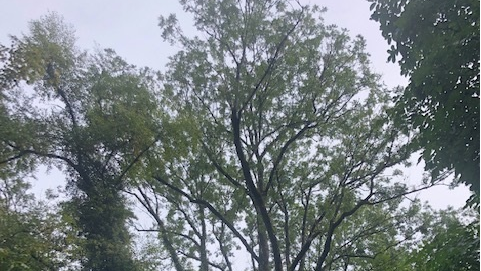Un frêne à cinq troncs à l'Arboretum du Vallon de l'Aubonne.
Benoit Cossenet
RTS [Benoit Cossenet]