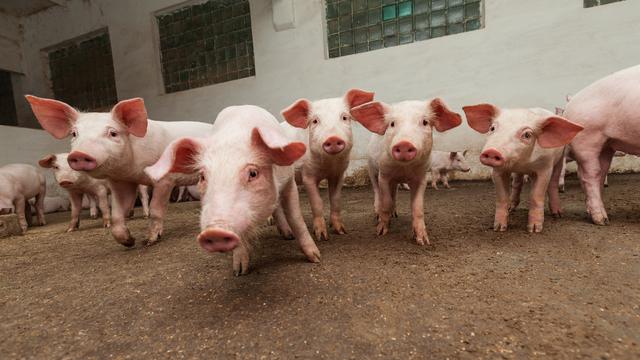 Un élevage de cochons.
Stramyk
Depositphotos [Stramyk]