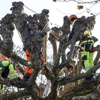 La Ville de Genève ne taillera plus ses arbres pour lutter contre les îlots de chaleur urbains. [Keystone - Salvatore Di Nolfi]