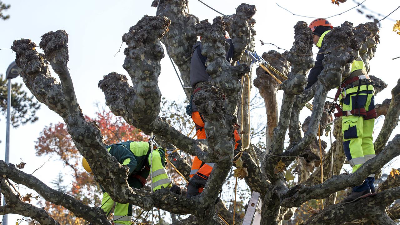 La Ville de Genève ne taillera plus ses arbres pour lutter contre les îlots de chaleur urbains. [Keystone - Salvatore Di Nolfi]