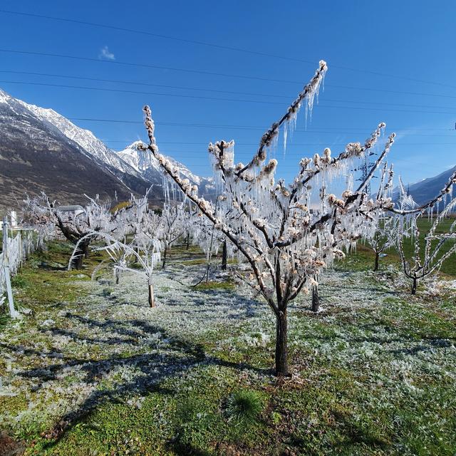 Les arboriculteurs valaisans au front pour sauver les abricots du gel. [RTS - Romain Boisset]