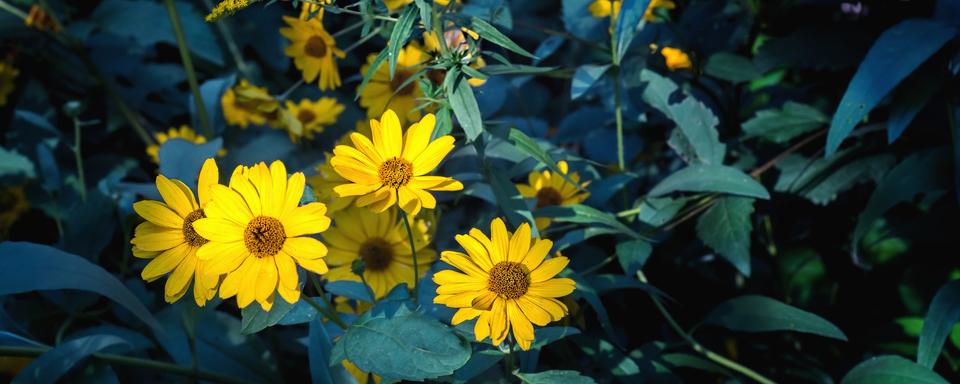 Les fleurs d'arnica fleurissent en automne. [depositphotos - Jujuphotography]