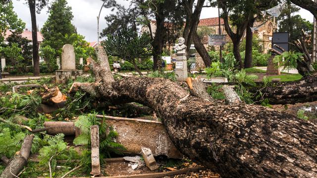 Un arbre déraciné est tombé sur un jardin public dans le centre d'Antsirabe, à Madagascar, après le passage du cyclone Batsirai. [AFP - Rijasolo]