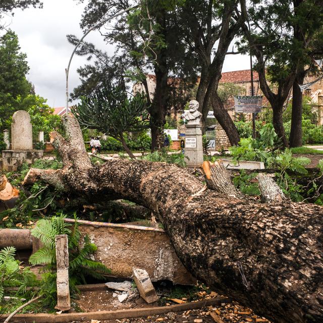 Un arbre déraciné est tombé sur un jardin public dans le centre d'Antsirabe, à Madagascar, après le passage du cyclone Batsirai. [AFP - Rijasolo]