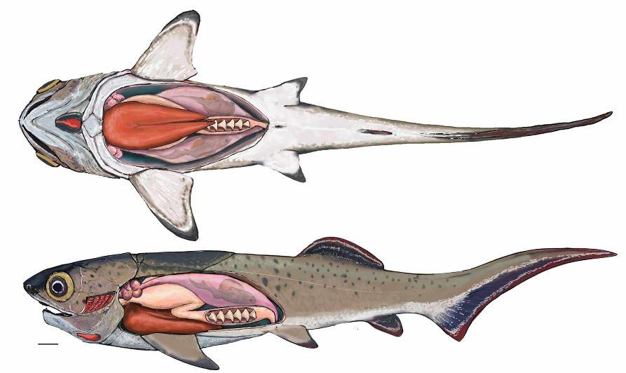 L'anatomie du poisson placoderme découvert dans la formation de Gogo, dans la région de Kimberley en Australie occidentale. Sous les branchies, le cœur. En saumon pâle, l'estomac. En rouge foncé, le foie. On distingue aussi un embryon dans la poche rose − ces poissons donnaient naissance à leurs petits et ne pondaient pas d'œufs. [Science - Trinajstic et al. 2022]