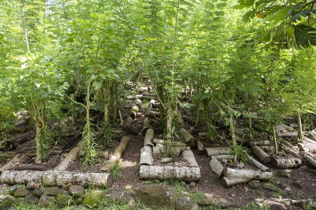 Plantation sur l'île de Tahaa. [Biosphoto/AFP - Antoine Boureau]