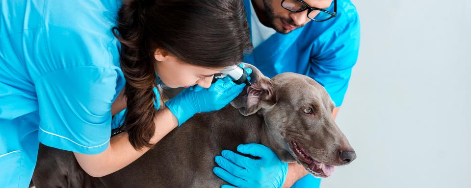 Jeune vétérinaire tenant weimaraner chien tout collègue examinant l'oreille avec otoscope. [Depositphotos - VitalikRadko]