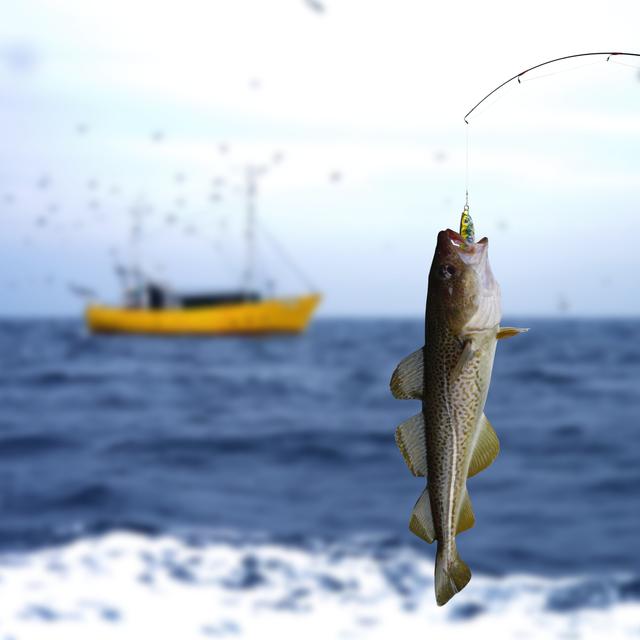 La pêche pèse moins que le changement climatique sur les stocks de morue. [Depositphotos - witoldkr1]