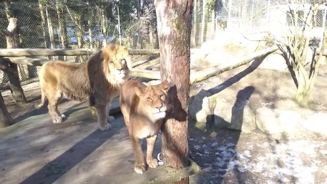 Vu du ciel vous emmène au zoo de Servion. Découvrons comment les animaux réagissent à l'arrivée de notre drône dans leurs enclos.