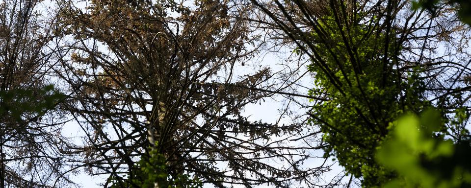 Des arbres epicea attaque par le bostryche dans une forêt à Courrendlin. [Keystone - Laurent Gillieron]