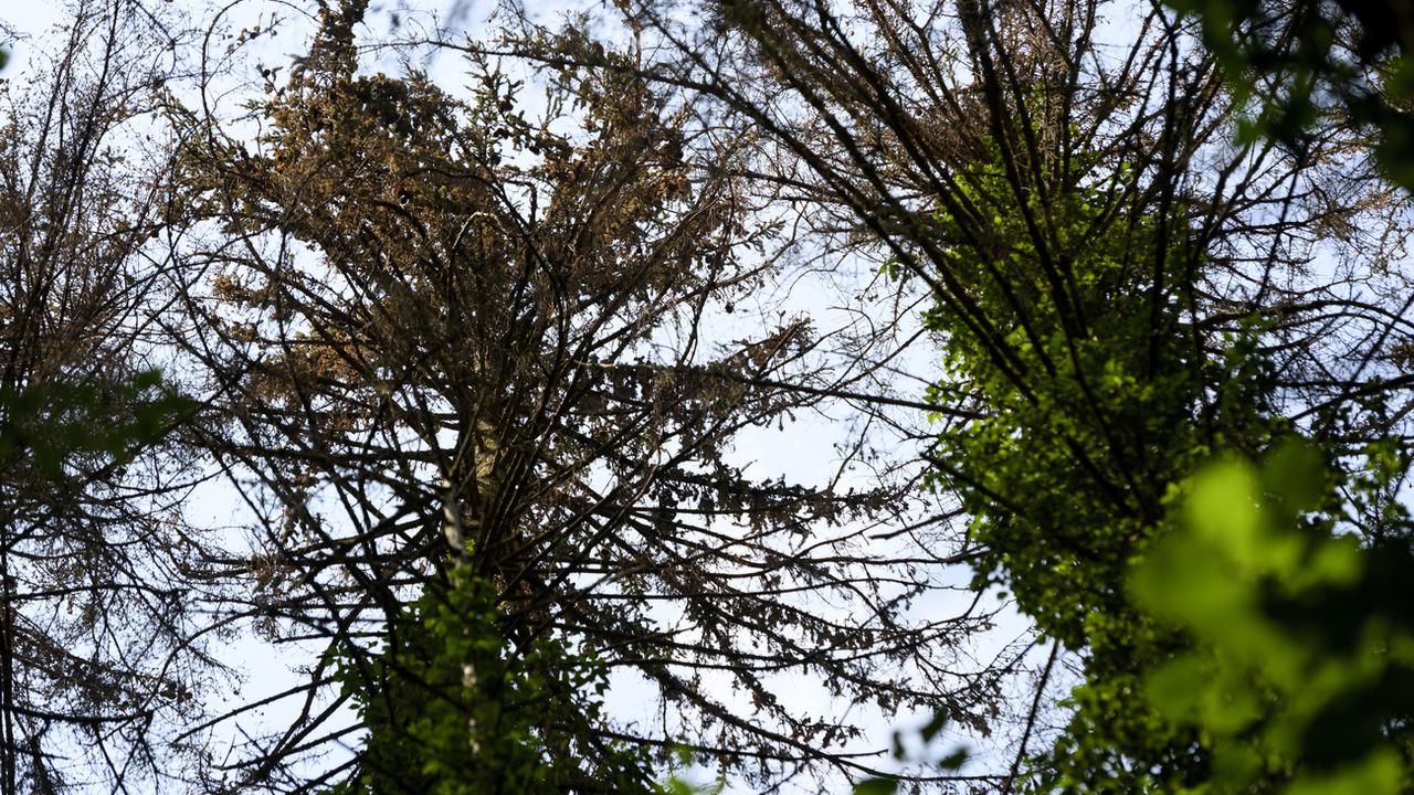 Des arbres epicea attaque par le bostryche dans une forêt à Courrendlin. [Keystone - Laurent Gillieron]