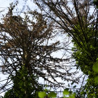 Des arbres epicea attaque par le bostryche dans une forêt à Courrendlin. [Keystone - Laurent Gillieron]