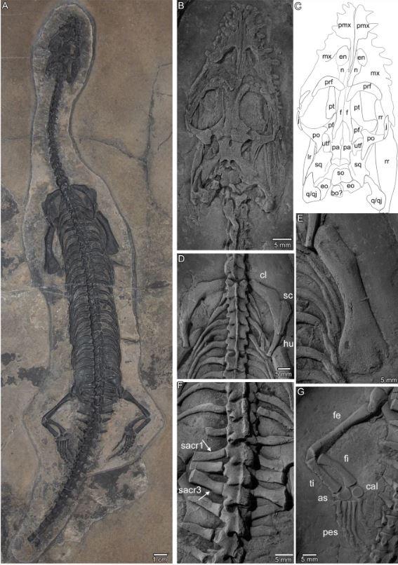 Six squelettes bien conservés ont été découverts. [DR - Swiss Journal of Palaeontology]