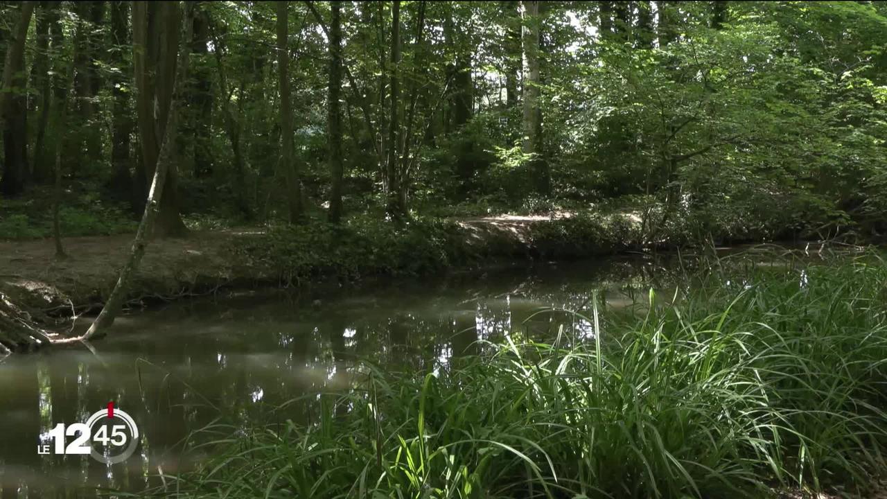 La qualité de l'eau du Boiron, une rivière vaudoise, s'est améliorée grâce à un projet pilote lancé en 2005.