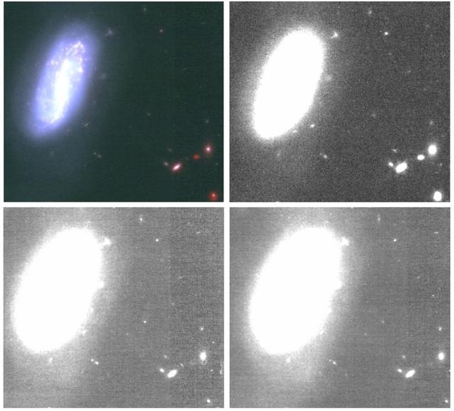 Des galaxies vue par le télescope spatial James Webb: en haut à gauche, des couleurs sont ajoutées avec des filtres rouge, vert et bleu. On y distingue un petit point rouge entre deux rosés, en bas à droite: c'est une galaxie lointaine qui apparaît dans l'infrarouge lointain. Les images en noir et blanc sont utilisées par les astronomes et leur donnent plus d'informations. [JWST/NASA, ESA, CSA - Pascal Oesch, FRESCO, UNIGE]