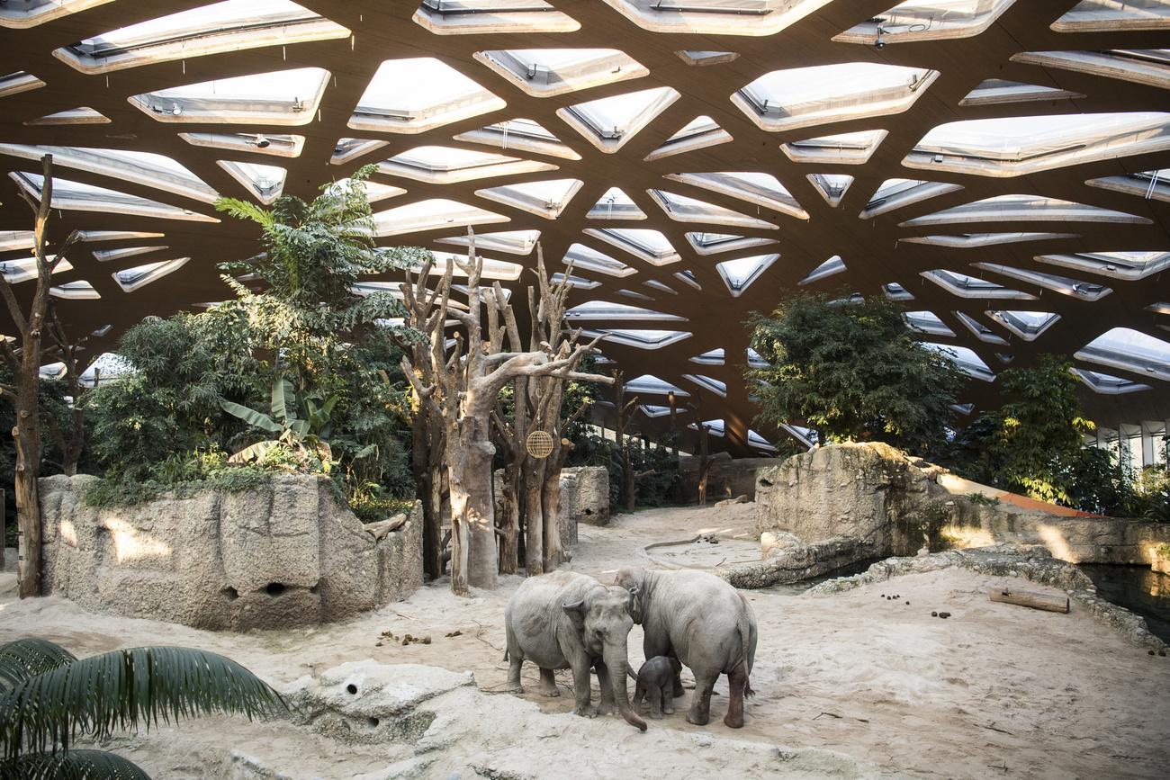 Il reste deux groupes principaux d'éléphants au zoo de Zurich. [Keystone - Ennio Leanza]