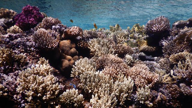 Des coraux en mer Rouge. [TRANSNATIONAL RED SEA CENTER - MAOZ FINE]