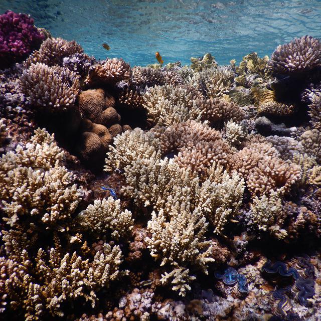 Des coraux en mer Rouge. [TRANSNATIONAL RED SEA CENTER - MAOZ FINE]