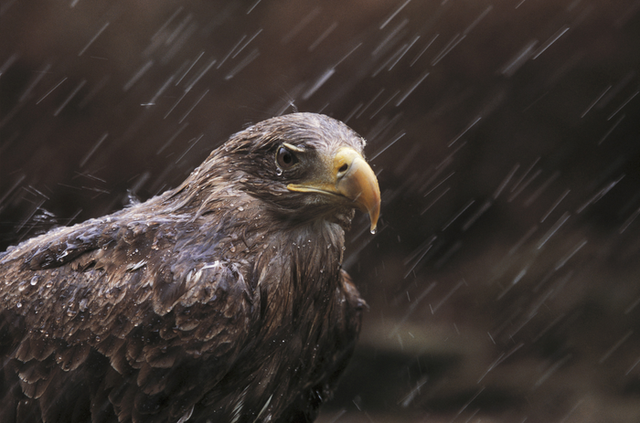 Un pyrargue à queue blanche (Haliaeetus albicilla). [RSPB - Ian McCarthy]