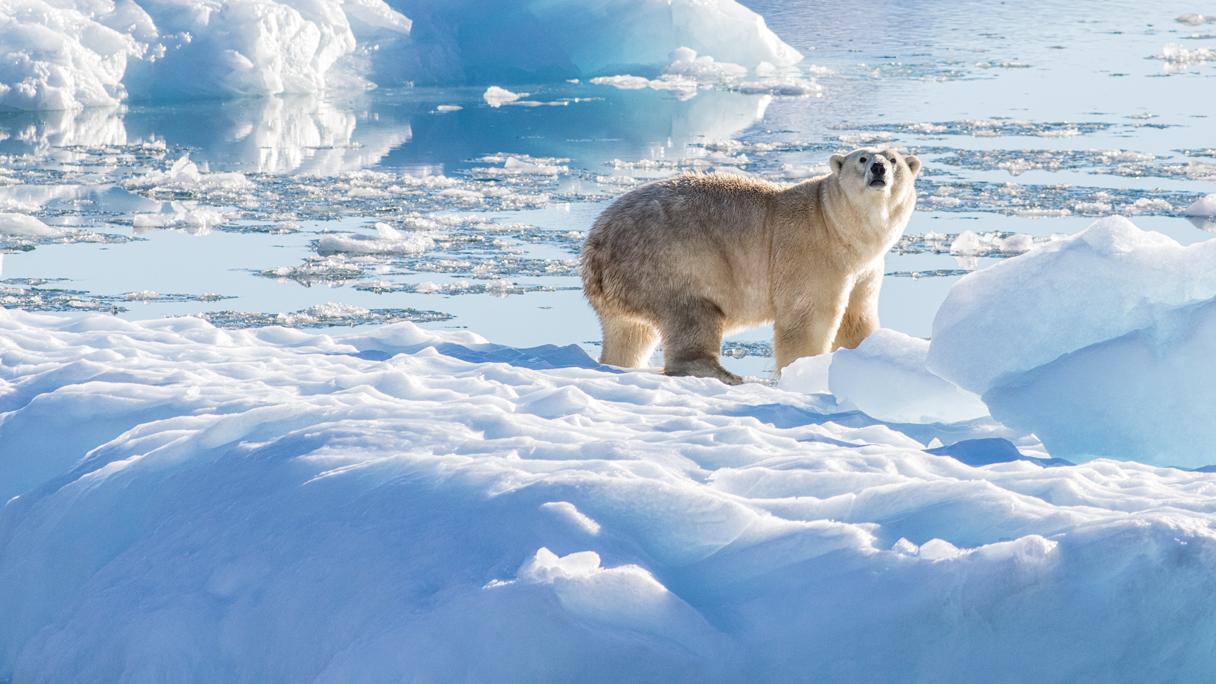 Un ours polaire du sud-est du Groenland sur un glacier d'eau douce. [Oceans Melting Greenland - Thomas W. Johansen]