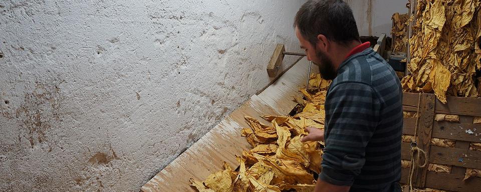 Les planteurs de tabac dans l’incertitude après l’annonce de la probable fermeture de l’usine BAT de Boncourt dans le Jura. [RTS - Gaël Klein]