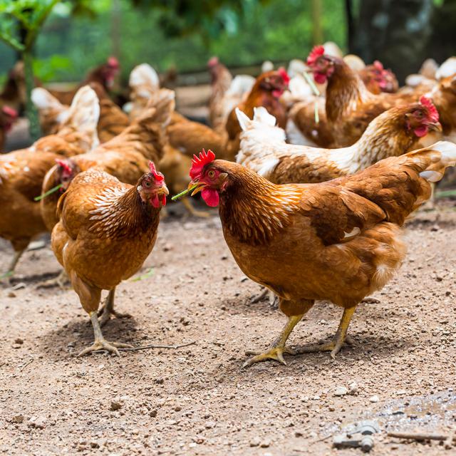 70 milliards de poulet ont été abattus en 2021. [Depositphotos - teptong]