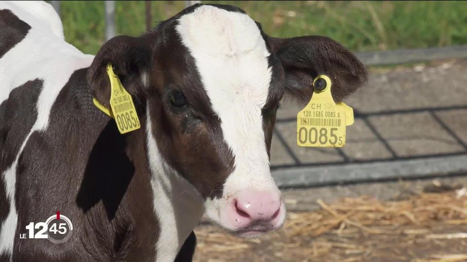 La sécheresse force les professionnels de l’élevage à abattre leurs vaches