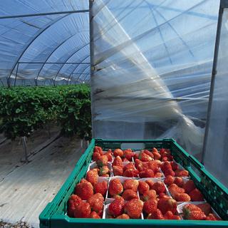 Récolte de fraises sous serres à Kesswil, dans le canton de Thurgovie. [Keystone - Gaetan Bally]