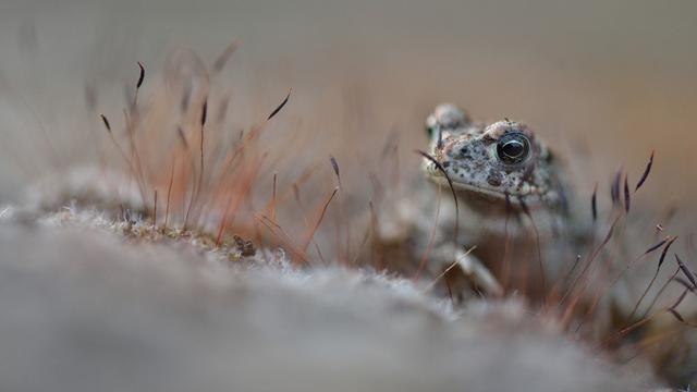 La Suisse est la lanterne route de l'Europe en matière de biodiversité [Biosphoto via AFP - Thierry Le Quay]