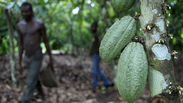 Plus de la moitié des petits cultivateurs ivoiriens vivent sous le seuil de pauvreté. [AP/Keystone - Rebecca Blackwell]