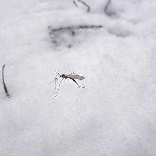 Des moustiques en hiver. [Depositphotos - sablinstanislav]