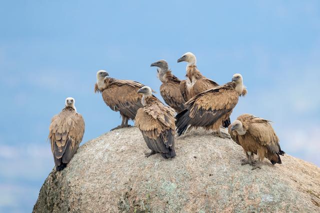 Avec son allure très caractéristique, le vautour fauve jouit d'une mauvaise réputation dans la culture populaire. [Station ornithologique suisse - Beat Rüegger]