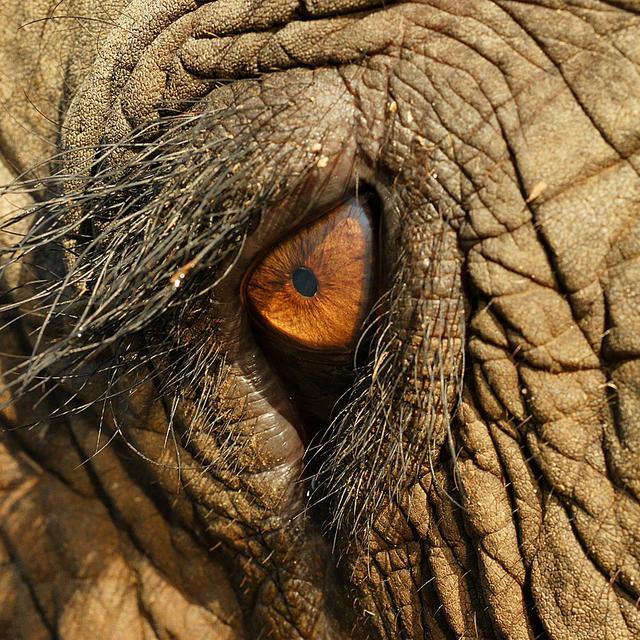 Un oeil d'éléphant. [Wikicommons/ CC-BY-3.0 - Alexander Klink]