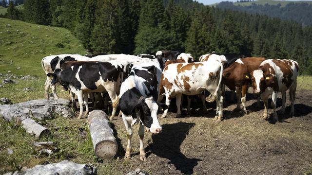 La Suisse compte de moins en moins de vaches laitières sur son territoire. [Keystone - Laurent Gillieron]