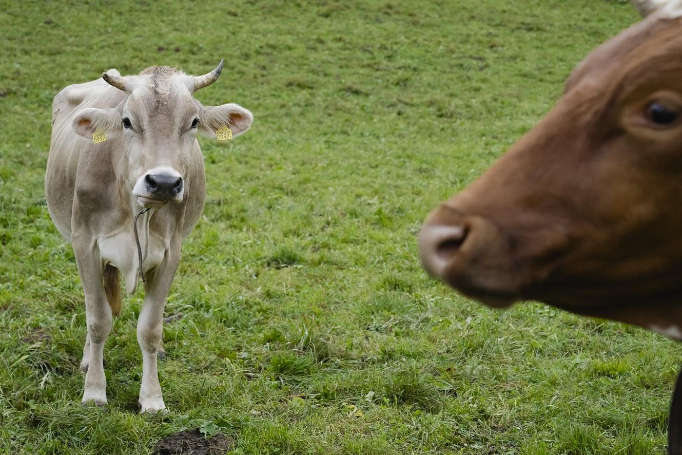 Les vaches, familières au Pays-d'Enhaut. [L'Oeil d'Anouk - Anouk Ruffieux]